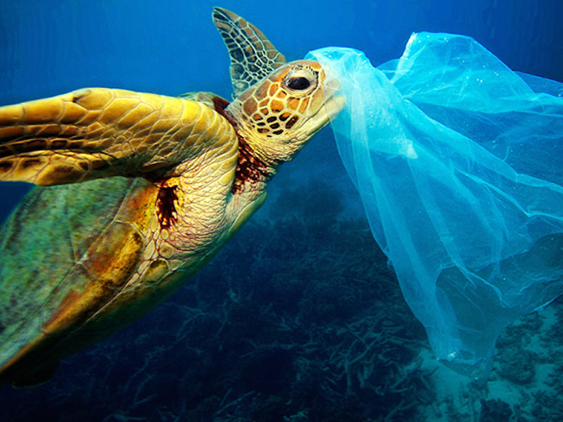 marine biology turtle stuck on plastic