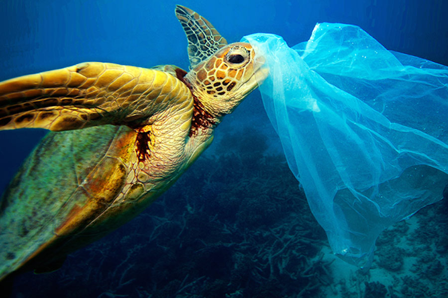 Marine conservation & plastic waste management