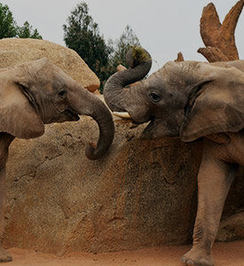 calf elephants playing around rock